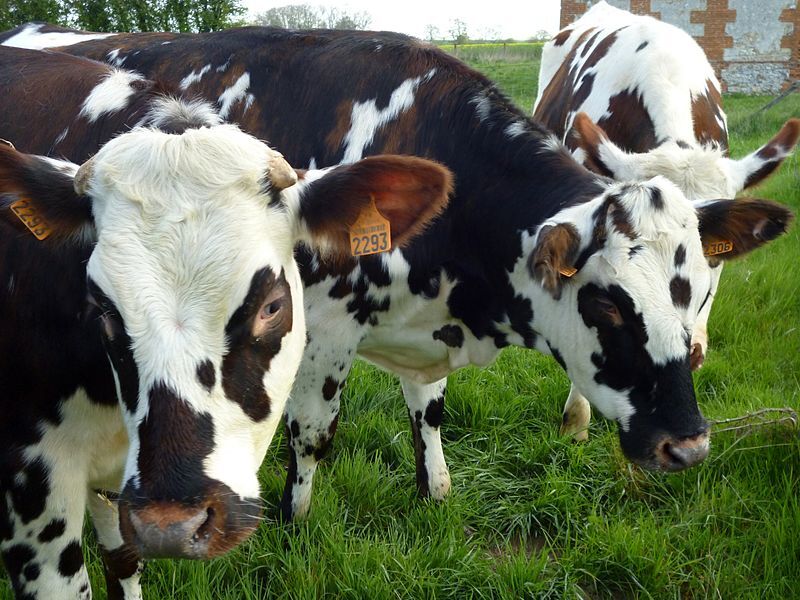 Vaches normandes